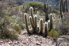 Oreocereus celsianus
