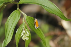 Pseudatteria volcanica