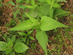 Austroeupatorium inulifolium