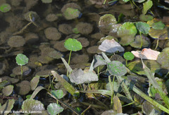 Hydrocotyle umbellata