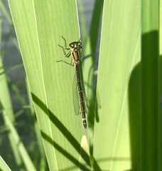 Coenagrion lunulatum