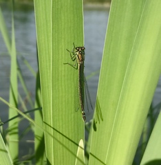 Coenagrion lunulatum