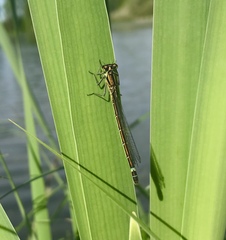 Coenagrion lunulatum