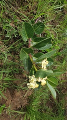 Pachycarpus acidostelma