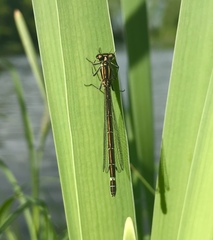 Coenagrion lunulatum