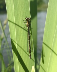 Coenagrion lunulatum