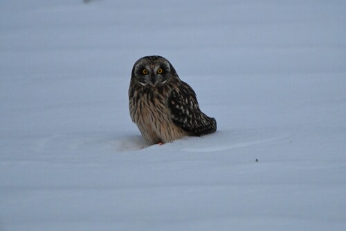 Short-eared Owl photographed in Michigan