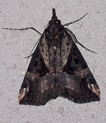 Hypena tossalis