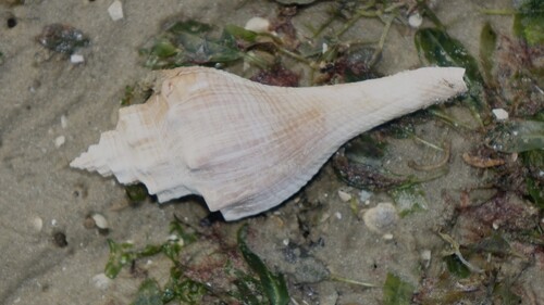 Hemifusus ternatanus observed 2025-12-05