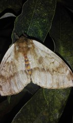 Hylesia