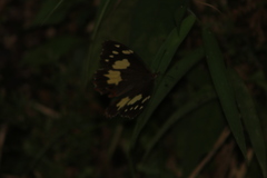 Oxeoschistus tauropolis tauropolis