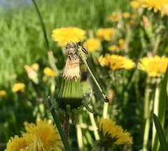 Coenagrion lunulatum
