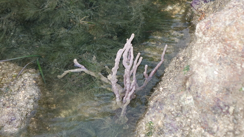 Callyspongia diffusa observed 2025-12-05