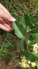 Pachycarpus acidostelma