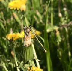 Coenagrion lunulatum
