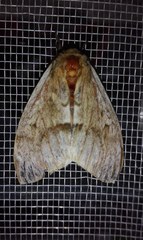 Hylesia