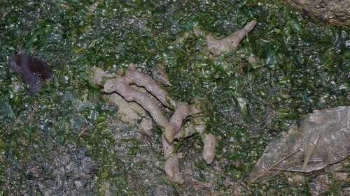 Callyspongia diffusa observed 2025-12-05