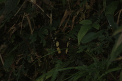 Oxeoschistus tauropolis tauropolis