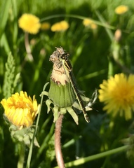 Coenagrion lunulatum