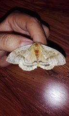Hylesia