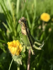 Coenagrion lunulatum