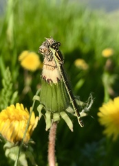 Coenagrion lunulatum