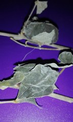 Hylesia