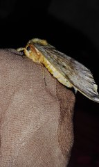 Hylesia