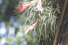 Tillandsia schiedeana
