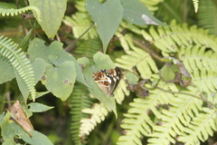 Oxeoschistus tauropolis tauropolis
