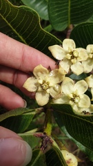 Pachycarpus acidostelma
