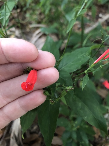 Ruellia brevifolia image