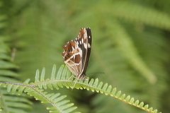 Oxeoschistus tauropolis tauropolis