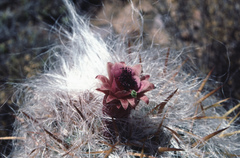 Oreocereus celsianus