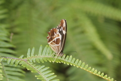 Oxeoschistus tauropolis tauropolis
