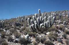 Oreocereus celsianus