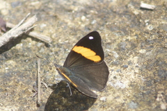 Diaethria pandama