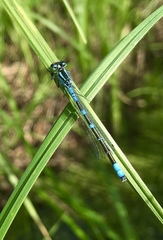 Coenagrion lunulatum