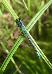 Coenagrion lunulatum