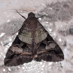 Melipotis perpendicularis