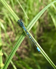 Coenagrion lunulatum
