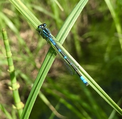 Coenagrion lunulatum
