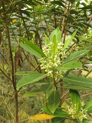 Baccharis nitida