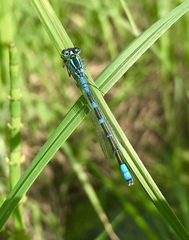 Coenagrion lunulatum