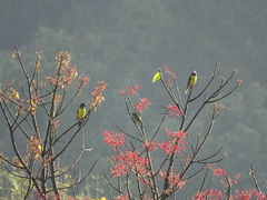 Mycerobas melanozanthos