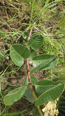 Pachycarpus acidostelma