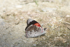 Diaethria pandama