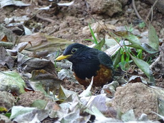 Turdus dissimilis
