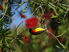 Aethopyga gouldiae