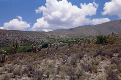 Oreocereus celsianus